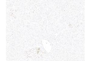 Immunohistochemistry (IHC) image for anti-Insulinoma-Associated 1 (INSM1) (AA 75-125) antibody (ABIN7795670) (Recombinant INSM1 anticorps  (AA 75-125))