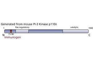 Image no. 3 for anti-Phosphoinositide-3-Kinase, Catalytic, delta Polypeptide (PIK3CD) (AA 73-90) antibody (ABIN968316)