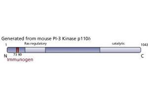 Image no. 3 for anti-Phosphoinositide-3-Kinase, Catalytic, delta Polypeptide (PIK3CD) (AA 73-90) antibody (ABIN968316) (PIK3CD anticorps  (AA 73-90))