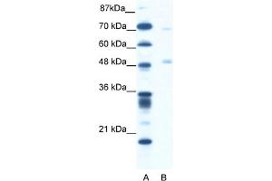 WB Suggested Anti-PNLIP Antibody Titration:  1. (PNLIP anticorps  (C-Term))