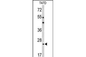 Western blot analysis of BCL2A1 Antibody (Center) (ABIN650621 and ABIN2846125) in T47D cell line lysates (35 μg/lane). (BCL2A1 anticorps  (AA 53-81))