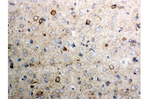 Anti- Cytochrome C Picoband antibody, IHC(P) IHC(P): Rat Brain Tissue