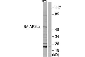 Western Blotting (WB) image for anti-BAI1-Associated Protein 2-Like 2 (BAIAP2L2) (Internal Region) antibody (ABIN1850941) (BAIAP2L2 anticorps  (Internal Region))