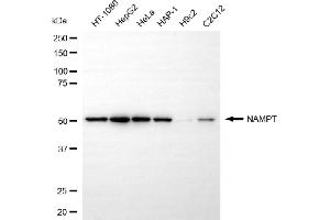 Western blotting analysis using NAMPT antibody (ABIN7799595). (Recombinant NAMPT anticorps)
