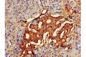Immunohistochemistry of paraffin-embedded human pancreatic tissue using ABIN7154660 at dilution of 1:100 (VAV3 anticorps  (AA 562-674))