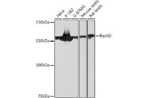 Western blot analysis of extracts of various cell lines, using Rad50 Rabbit mAb (ABIN7269826) at 1:1000 dilution. (RAD50 anticorps)