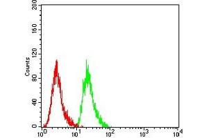 Flow cytometric analysis of Hela cells using MDM2 mouse mAb (green) and negative control (red).