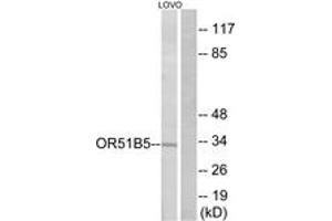 Western Blotting (WB) image for anti-Olfactory Receptor, Family 51, Subfamily B, Member 5 (OR51B5) (AA 200-249) antibody (ABIN2891121) (OR51B5 anticorps  (AA 200-249))