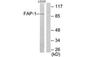 Western blot analysis of extracts from LOVO cells, using FAP-1 Antibody. (FAP anticorps  (AA 331-380))