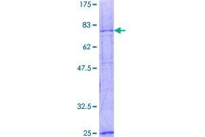 Image no. 1 for Kinesin Heavy Chain Member 2A (KIF2A) (AA 1-679) protein (GST tag) (ABIN1308667)