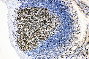 Anti-MCM2 antibody, IHC(P) IHC(P): Rat Intestinal Lymphocyte Tissue (MCM2 anticorps  (C-Term))
