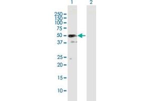 Western Blot analysis of SH3GLB2 expression in transfected 293T cell line by SH3GLB2 MaxPab polyclonal antibody. (SH3GLB2 anticorps  (AA 1-395))