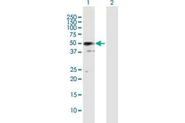 SH3GLB2 anticorps  (AA 1-395)