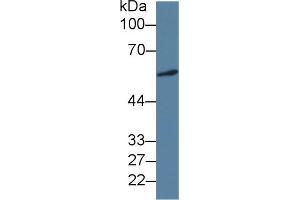 Western Blot; Sample: Human A549 cell lysate; Primary Ab: 3µg/ml Mouse Anti-Human ICA1 Antibody Second Ab: 0. (ICA1 anticorps  (AA 1-258))