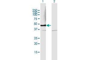 Western Blot analysis of PSMD6 expression in transfected 293T cell line by PSMD6 MaxPab polyclonal antibody. (PSMD6 anticorps  (AA 1-389))
