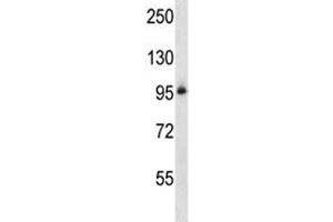 Integrin beta 5 antibody western blot analysis in NCI-H460 lysate.