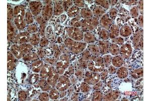 Immunohistochemistry (IHC) analysis of paraffin-embedded Human Kidney, antibody was diluted at 1:100. (Neuropilin 1 anticorps  (Internal Region))