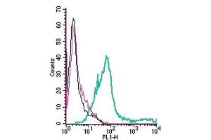 Cell surface detection of PAFR by direct flow cytometry in live intact human  megakaryoblastic leukemia cells: + Rabbit IgG isotype control-FITC. (PTAFR anticorps  (Extracellular) (FITC))