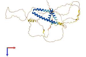 AlphaFold protein structure predicition of Human Recombinant PPHLN1 Protein, UniprotID Q8NEY8
