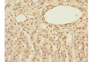 Immunohistochemistry of paraffin-embedded human adrenal gland tissue using ABIN7152155 at dilution of 1:100 (EIF3F anticorps  (AA 88-357))