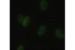 Anti-HHex mouse monoclonal antibody (ABIN2452344) immunofluorescent staining of HeLa cells transiently transfected by pCMV6-ENTRY HHex (RC204815) (HHEX anticorps  (AA 100-270))