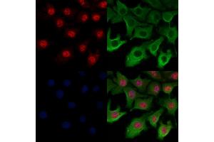 ABIN6259300 and ABIN6274312 staining Hela cells by IF/ICC. (SFRS17A anticorps  (C-Term))
