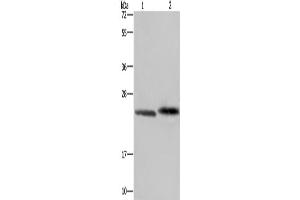 Western Blotting (WB) image for anti-Glyoxalase I (GLO1) antibody (ABIN2430182) (GLO1 anticorps)