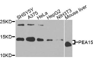 Western blot analysis of extracts of various cells, using PEA15 antibody. (PEA15 anticorps)