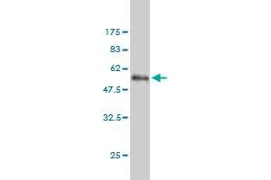 Western Blot detection against Immunogen (51.