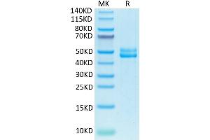 Biotinylated CD3E&CD3G on Tris-Bis PAGE under reduced condition. (CD3E & CD3G protein (Fc-Avi Tag,Biotin))