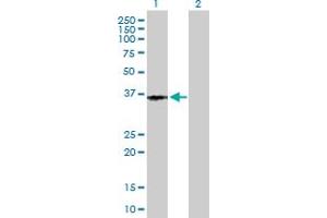 Western Blot analysis of PTGER3 expression in transfected 293T cell line by PTGER3 MaxPab polyclonal antibody.