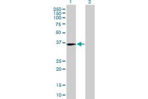 Western Blot analysis of PTGER3 expression in transfected 293T cell line by PTGER3 MaxPab polyclonal antibody. (PTGER3 anticorps  (AA 1-388))