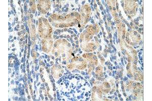 Image no. 1 for anti-Neuronal Cell Adhesion Molecule (NRCAM) (AA 251-300) antibody (ABIN320896)