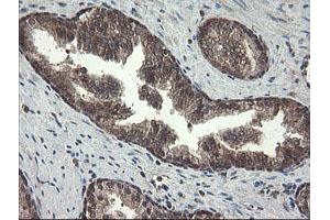 Image no. 1 for anti-Pyridoxamine 5'-Phosphate Oxidase (PNPO) antibody (ABIN1500318)