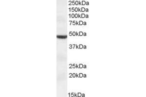Image no. 1 for anti-Transmembrane Protease, serine 4 (TMPRSS4) (AA 243-255) antibody (ABIN490516) (TMPRSS4 anticorps  (AA 243-255))