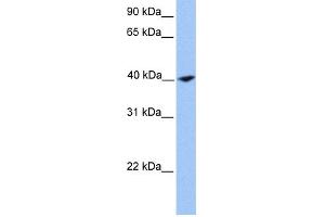 WB Suggested Anti-CNN2 Antibody Titration: 0. (CNN2 anticorps  (N-Term))