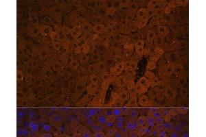 Immunofluorescence analysis of Mouse liver using UGT1A1 Polyclonal Antibody at dilution of 1:100. (UGT1A1 anticorps)