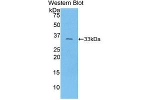 Detection of Recombinant COL1a1, Mouse using Polyclonal Antibody to Collagen Type I Alpha 1 (COL1a1) (COL1A1 anticorps  (AA 1225-1453))