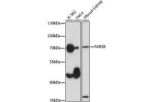 Western blot analysis of extracts of various cell lines, using FARSB antibody (ABIN7269267) at 1:1000 dilution. (FARSB anticorps  (AA 240-589))