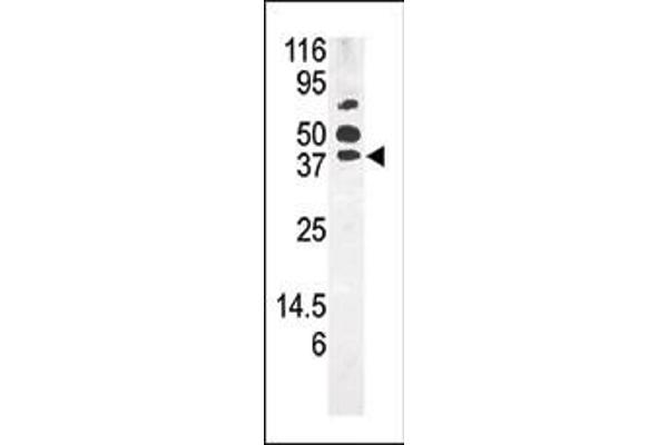 PANK1 antibody  (AA 332-360)