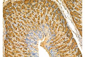 ABIN6266376 and ABIN6277340 at 1/100 staining Mouse stomach tissue by IHC-P. (PGC anticorps  (Internal Region))