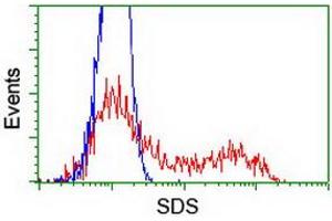 HEK293T cells transfected with either RC217814 overexpress plasmid (Red) or empty vector control plasmid (Blue) were immunostained by anti-SDS antibody (ABIN2455365), and then analyzed by flow cytometry. (serine Dehydratase anticorps)
