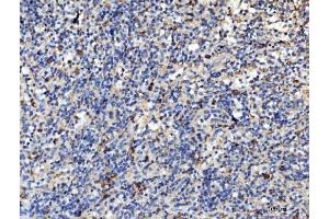 IHC analysis of PLD3 using anti-PLD3 antibody (ABIN7599439). (PLD3 anticorps  (AA 1-490))
