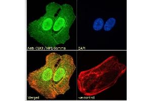 (ABIN185493) Immunofluorescence analysis of paraformaldehyde fixed U2OS cells, permeabilized with 0.