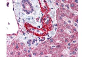 Anti-AGT / Angiotensinogen antibody IHC of human liver.