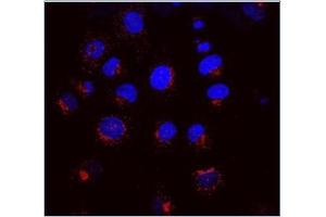 Merged picture of KR-10 (red) with DAPI (blue) in NRK cells. (KDELR1 anticorps)
