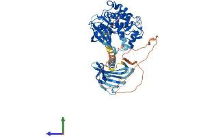 AlphaFold protein structure predicition of Human Recombinant CAMK2G Protein, UniprotID Q13555