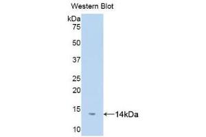 Detection of Recombinant DDT, Human using Polyclonal Antibody to D-Dopachrome Tautomerase (DDT) (DDT anticorps  (AA 2-118))
