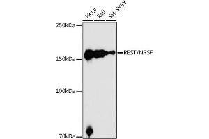 Western blot analysis of extracts of various cell lines, using REST/NRSF antibody (ABIN6133458, ABIN6146870, ABIN6146872 and ABIN6222980) at 1:1000 dilution. (REST anticorps  (AA 760-1060))
