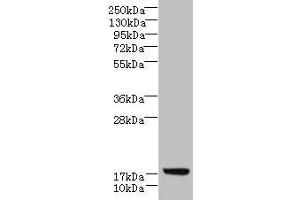 Western blot All lanes: LLCFC1 antibody at 3. (Uncharacterized Protein C7orf34 (LLCFC1) (AA 29-122) anticorps)